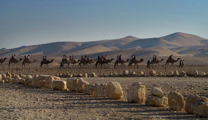 bedouin-camels-s